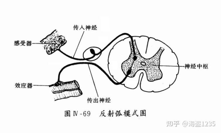 你反射弧真长什么意思
