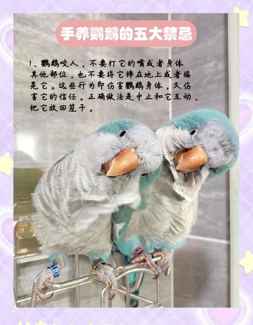 手养鸟的七大忌