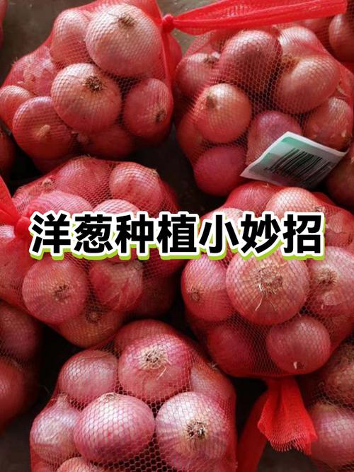 偏偏我就爱上洋葱