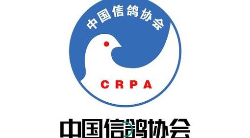 鸽子赛事直播网