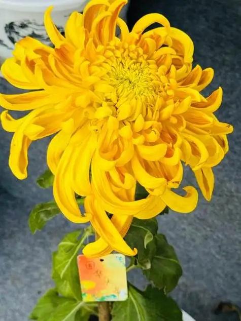 鲁一尼菊花是多年生吗