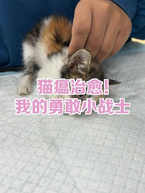 猫瘟治愈的几率大吗