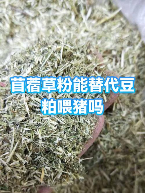 苜蓿草蛋白质含量18%至