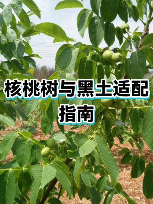 核桃树能接什么树