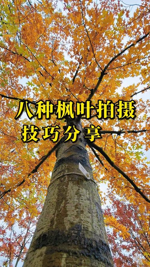 拍摄的技巧