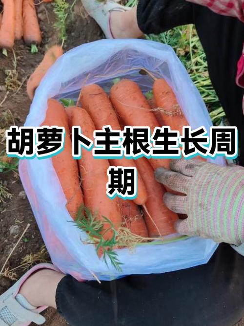 萝卜主根