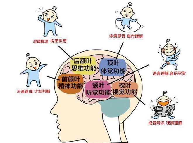 大脑聪明由什么决定