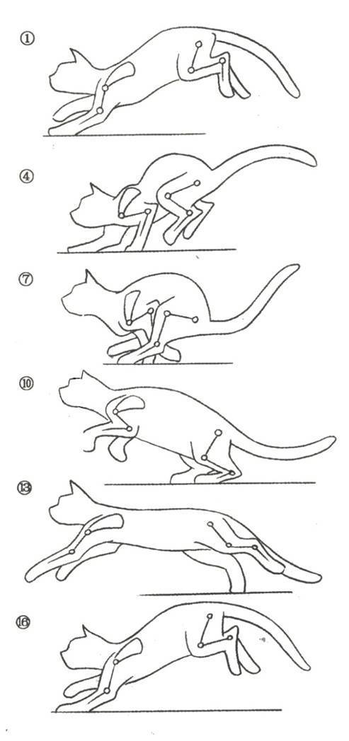 猫跑步动作分解图