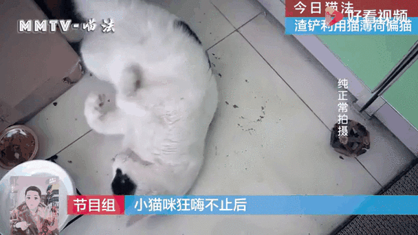 猫咪狂免每年都要打吗