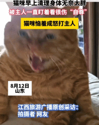 猫咪狂免每年都要打吗截图2