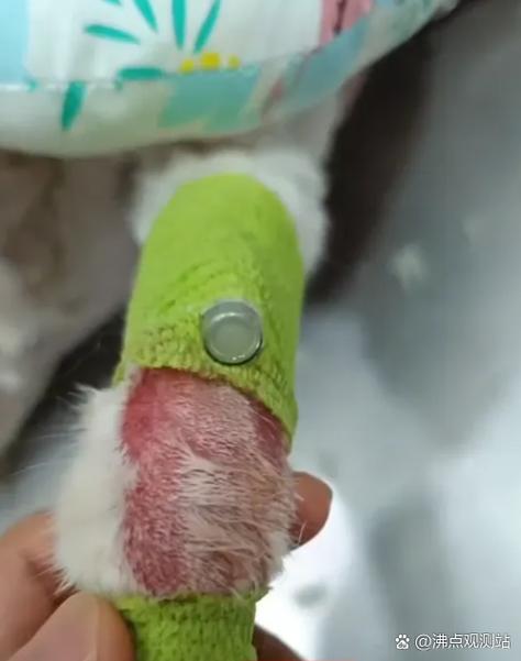 猫咪狂免每年都要打吗截图3