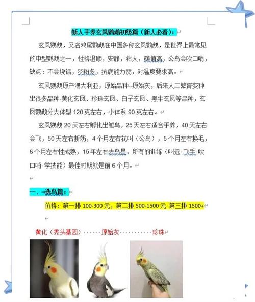 新手怎么选择鹦鹉