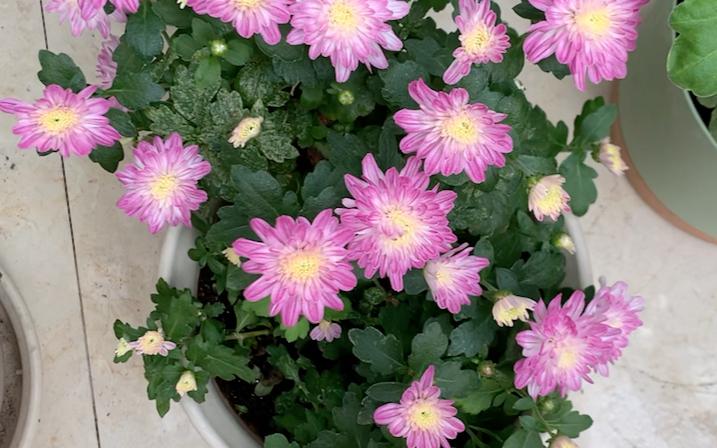 苹果菊花