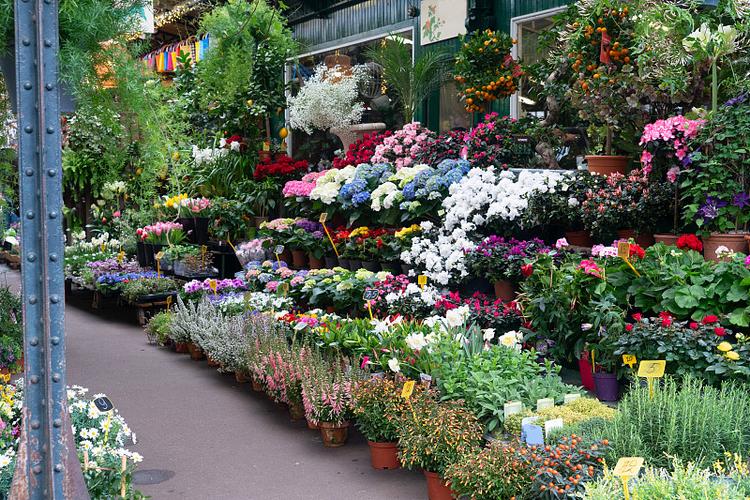 宾县巴黎花店