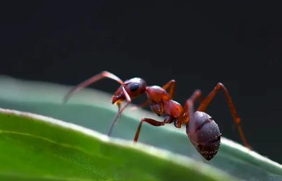 家里有红蚂蚁什么兆头