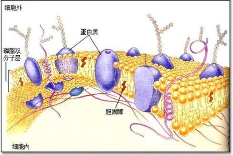 cell膜是什么截图3