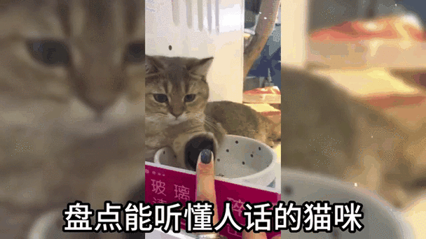 宠物猫能听懂主人的话吗