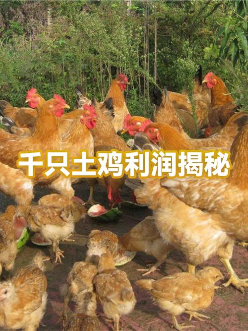 养一千只鸡能赚多少钱