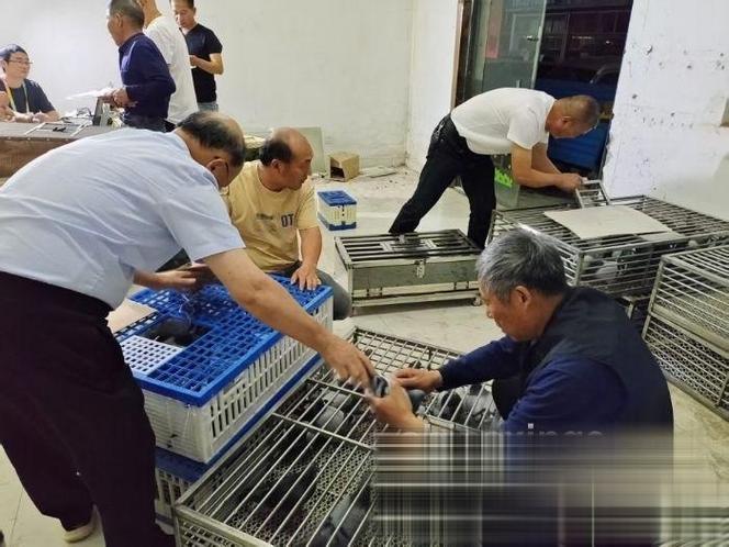 空距测量中国鸽网