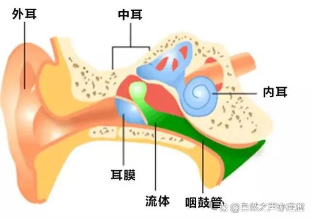 蓝牙耳机对耳朵的伤害有多大截图2