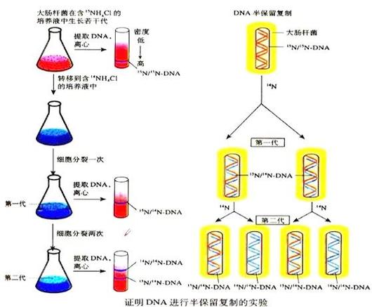 半保留复制和全保留复制的区别