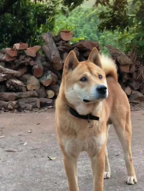 正宗广西土猎犬