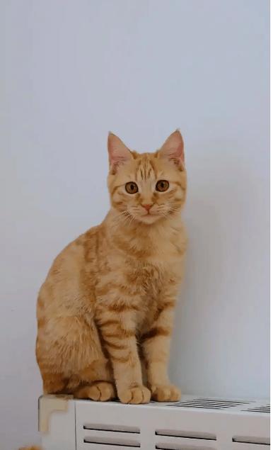 母猫叫声播放吸引猫