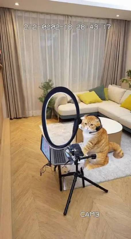 la小猫咪现在哪直播