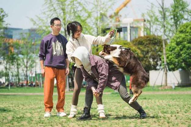 人形宠物驯养记