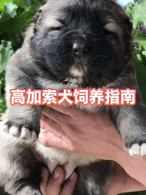 真狗是什么意思 真狗是什么意思