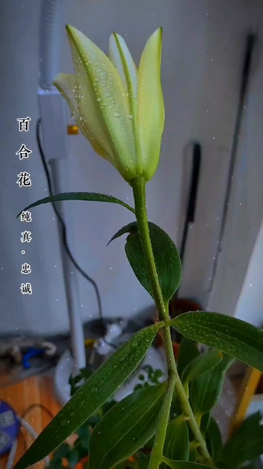 野百合的花语