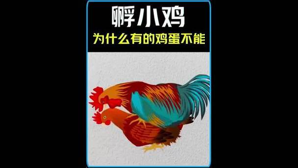 为什么小鸡起不来