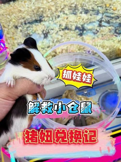 娃娃机捞仓鼠