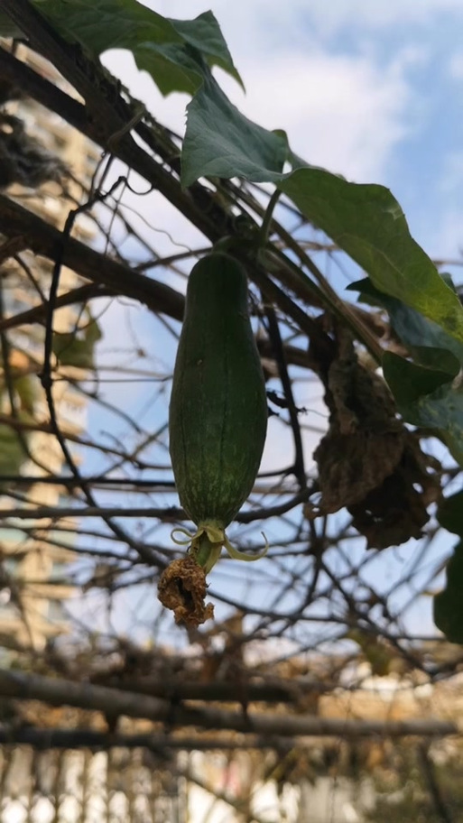 丝瓜积分