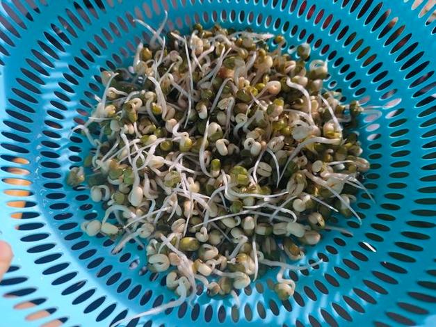 自己生绿豆芽菜的简单方法