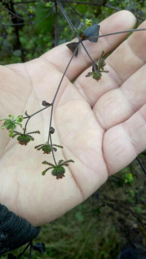 豨莶草的最佳配对