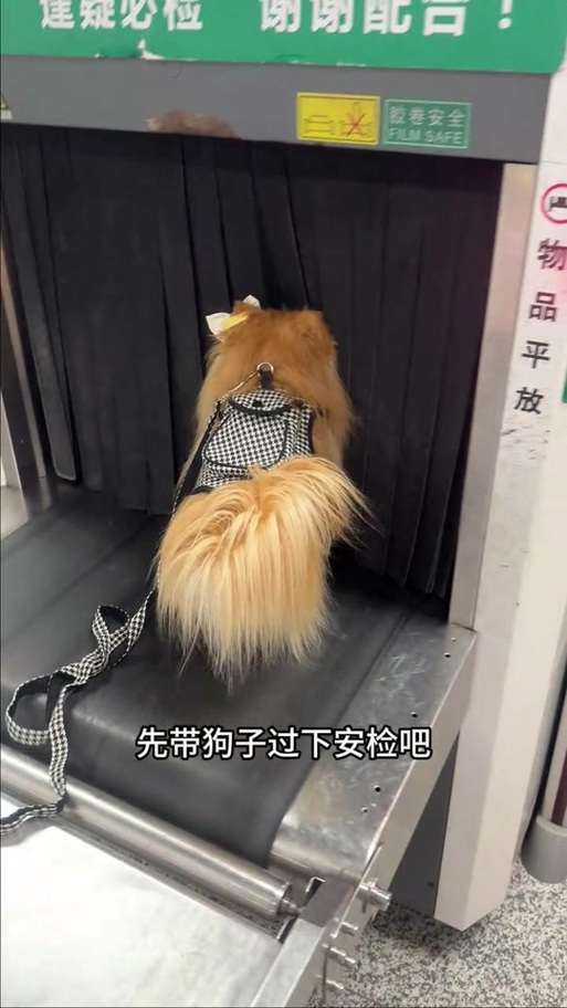 宠物狗可以上地铁吗