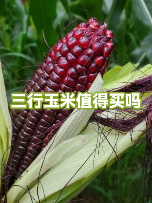 玉米名字的由来 玉米名字的由来