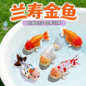 死水养什么观赏鱼比较好