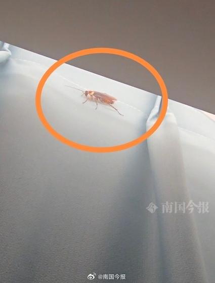 酒店房间有蟑螂怎么补偿客人