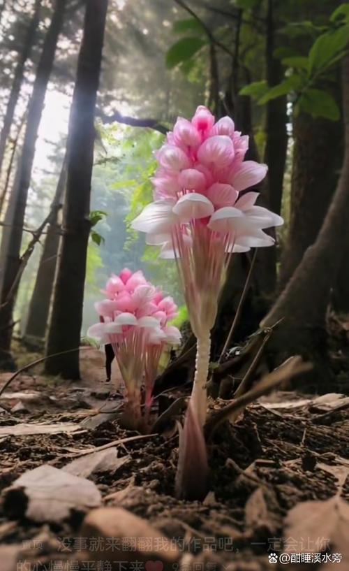原生花世界美丽鳞片