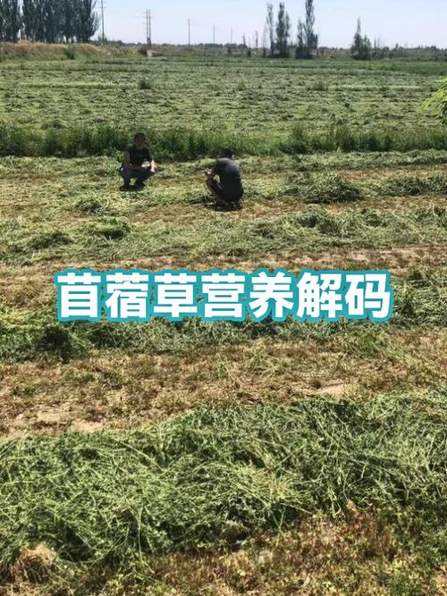 一斤苜蓿草含多少蛋白