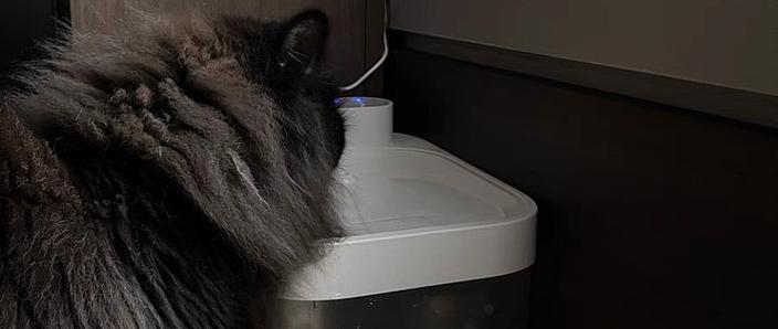 猫咪饮水机不冒水了怎么修