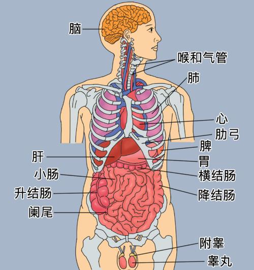 人体内脏图