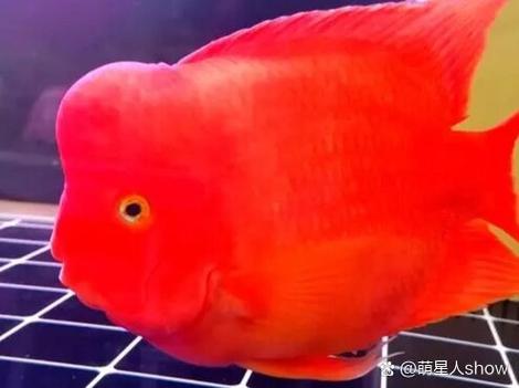 鹦鹉鱼颜色变浅是什么原因
