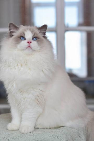公布偶猫