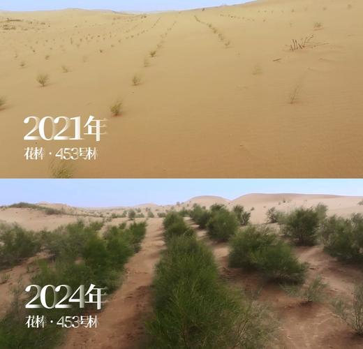 蚂蚁森林怎么打开