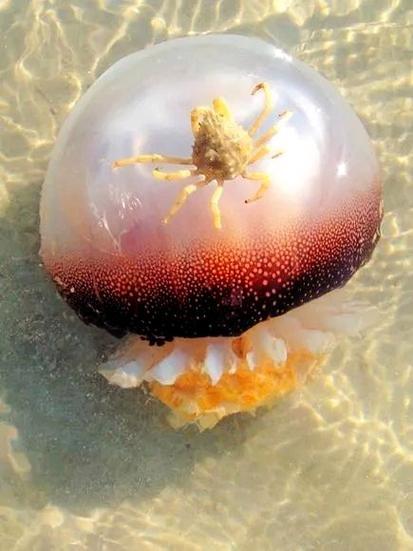 深海里的大果冻