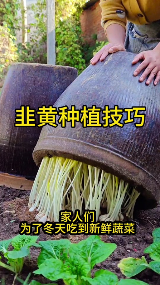 韭菜种植方法视频