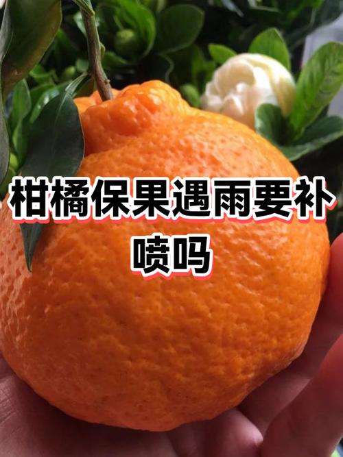 桔子可以喷水保鲜吗